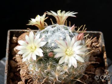 Young plant with flowers