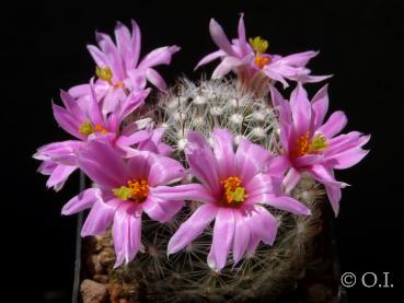 Mammillaria insularis (Samen)