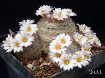 Motherplant with flowers