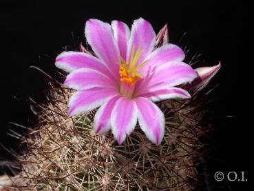 Flower of mother plant