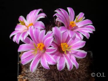 Motherplant with flowers