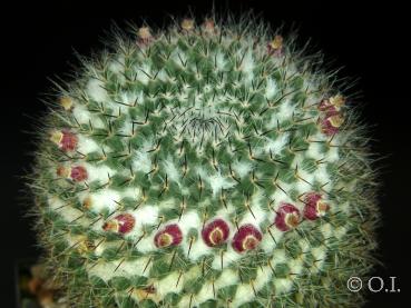 Mother plant with fruits