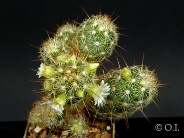 Motherplant with flowers