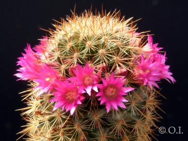 Motherplant with flowers