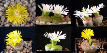 Lithops Mischung (Samen)