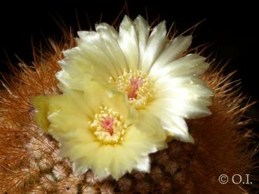 Flowers of mother plant