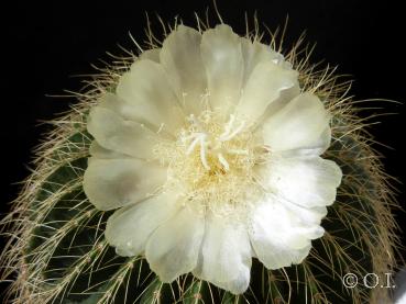 Flower of mother plant