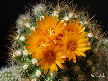 Blüte einer Mutterpflanze