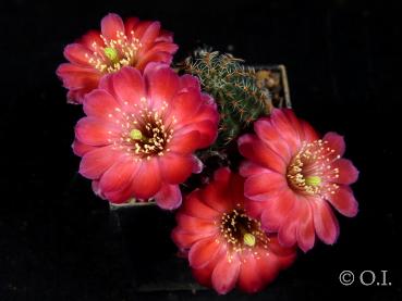 Rebutia gavazzii R493 (seeds)