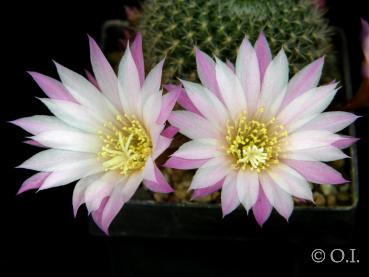 Rebutia narvaescensis KK852 (Samen)