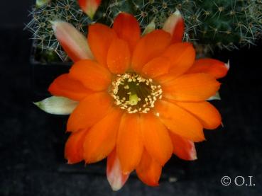 Mother plant with flowers