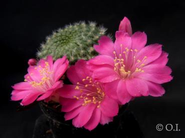 Rebutia violaciflora