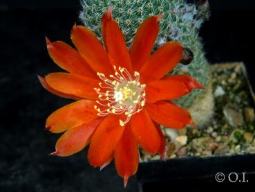 Rebutia heliosa var. condorensis RH289 (Samen)