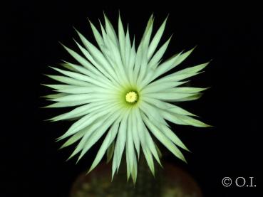 Setiechinopsis mirabilis