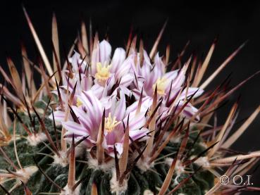 Flowers of mother plant