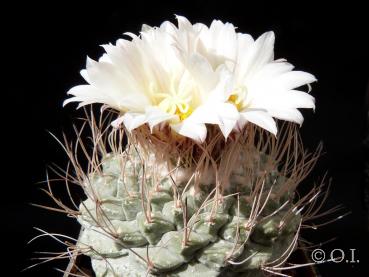 Motherplant with flowers