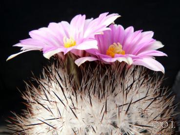 Mother plant with flowers