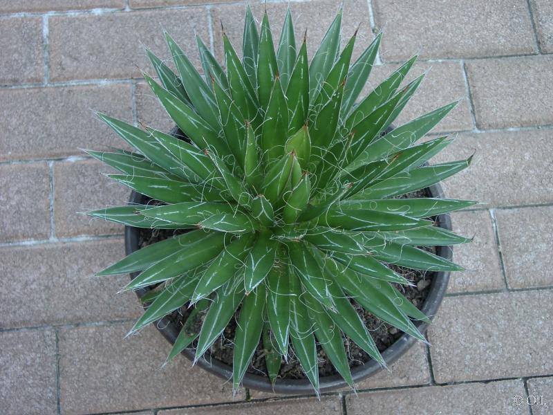 Agave filifera (Samen)