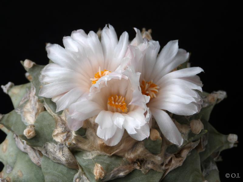 Motherplant with flowers