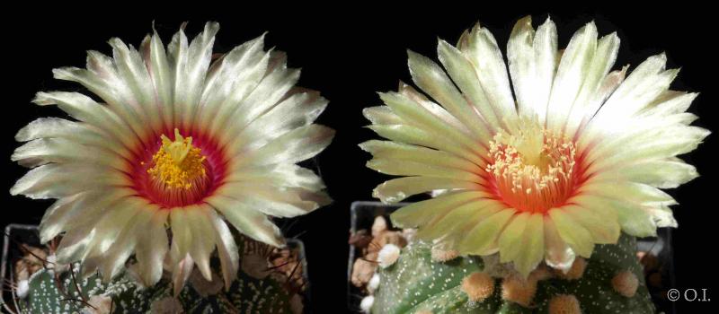 Mother and father plant with flowers