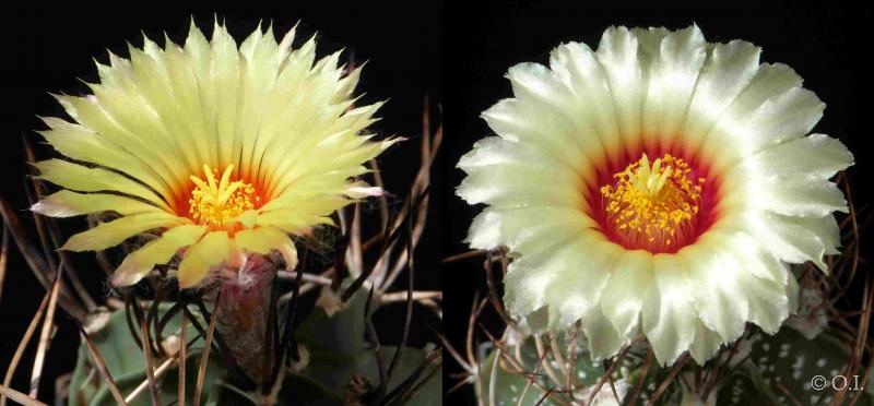 Astrophytum niveum Hybride (Samen)