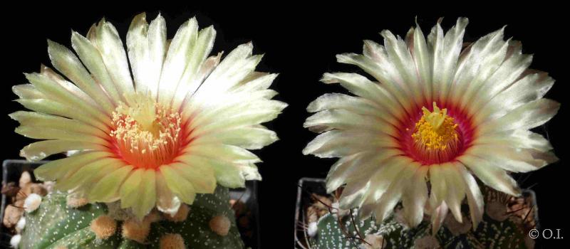 Mother and father plant with flowers