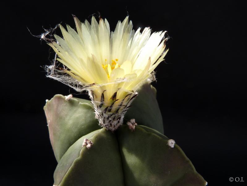 Vaterpflanze mit Blüte