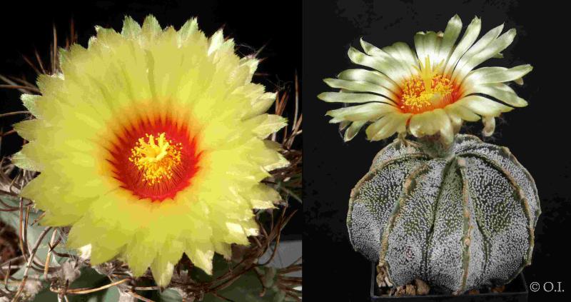 Astrophytum niveum (Samen)