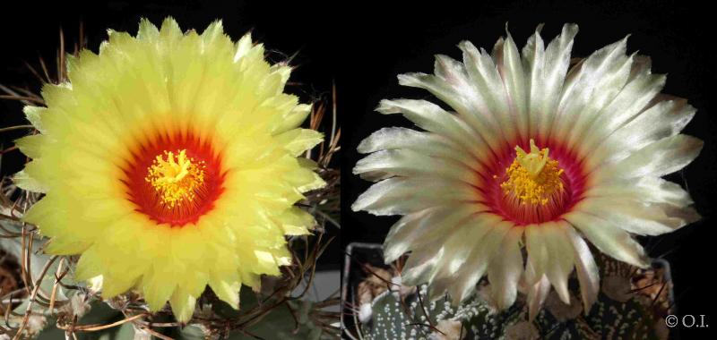 Astrophytum niveum Hybride (Samen)