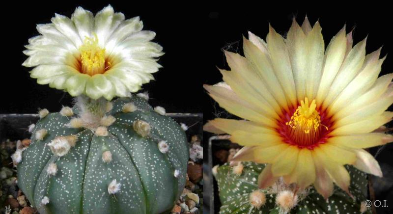 Mother and father plant with flowers