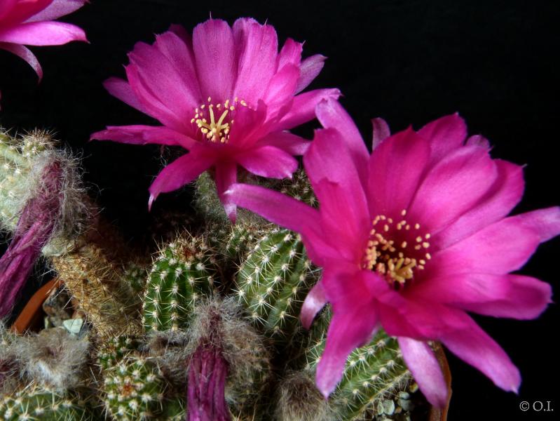 Flowers of mother plant