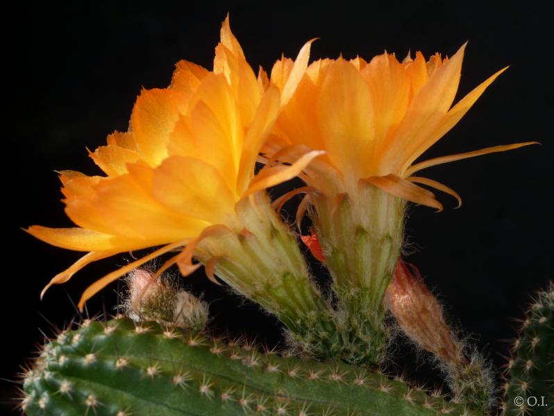 Flowers of mother plant