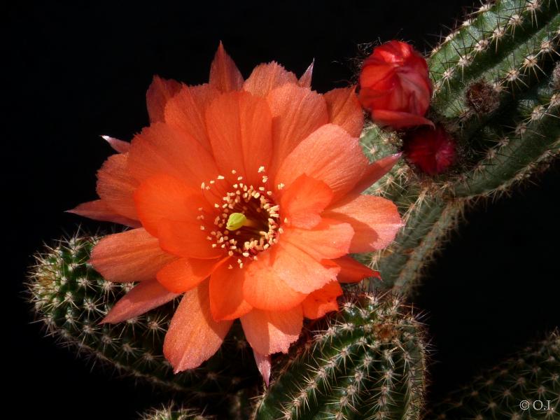 Flowers of mother plant