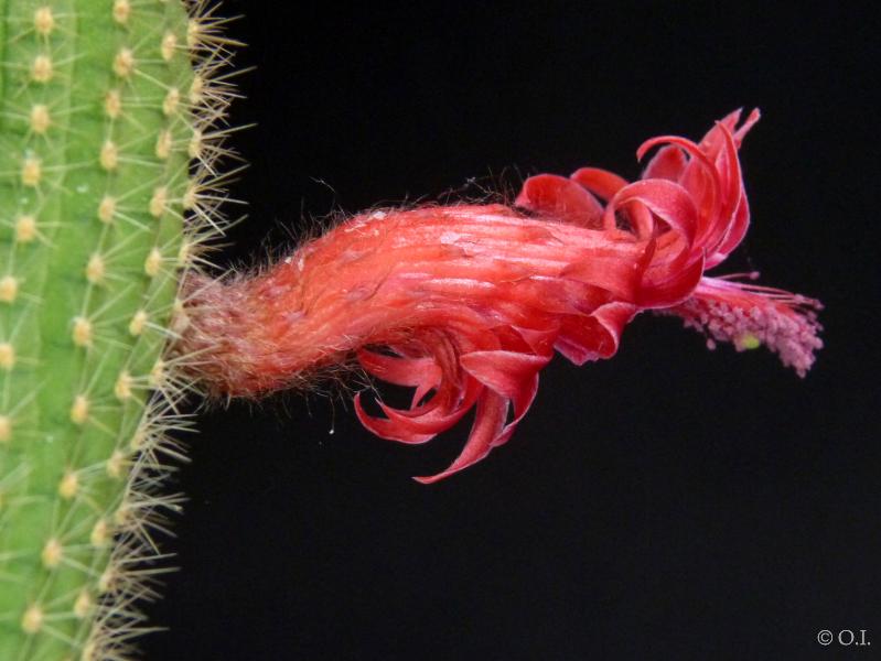 Flowers of mother plant