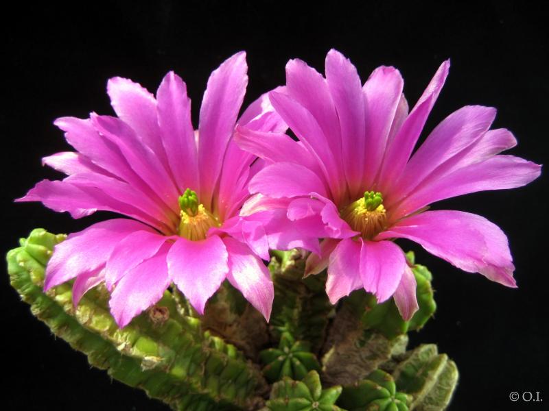 Mother plant with flowers