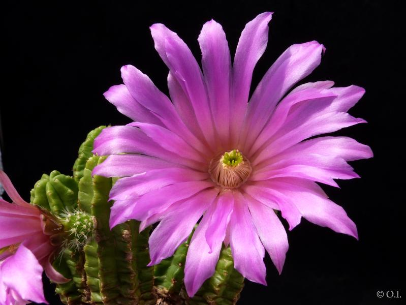 Mother plant with flower