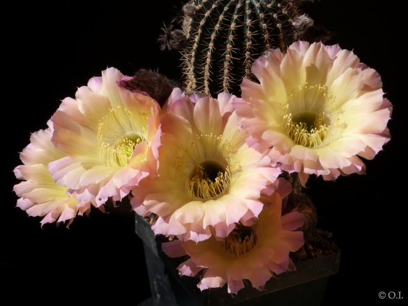 Echinopsis Hybride "lila-gelb" [1448]