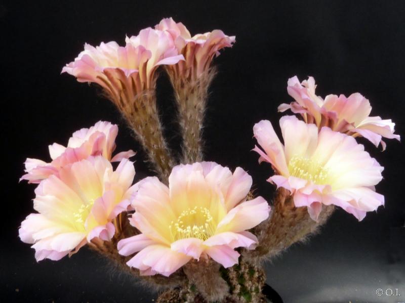 Echinopsis Hybrid "purple-yellow" [1448]