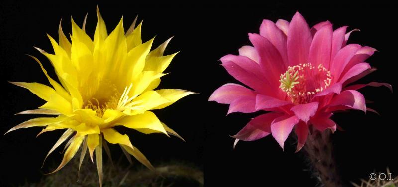 Flowers of mother and father plants