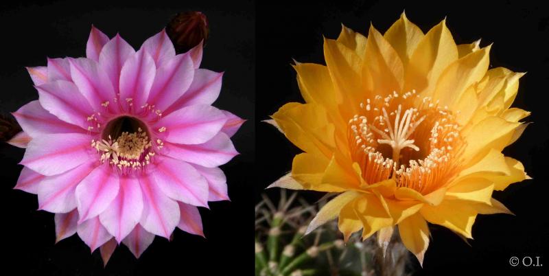 Flowers of mother and father plants