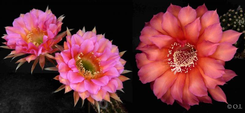 Flowers of mother plants