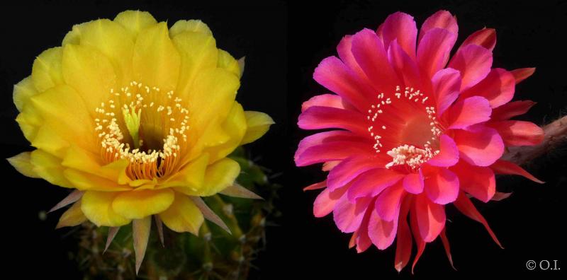 Echinopsis Hybrid "yellow x Madame Pele" (seeds)