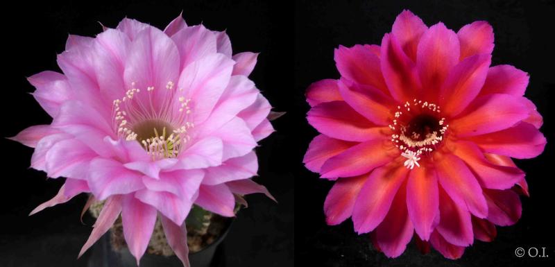 Flowers of mother plants