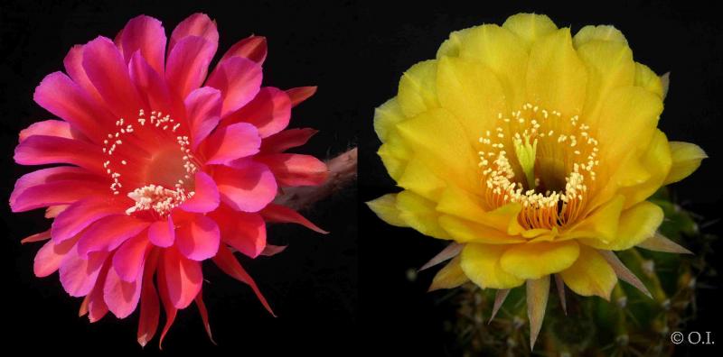 Echinopsis Hybride "Madame Pele x gelb" (Samen)