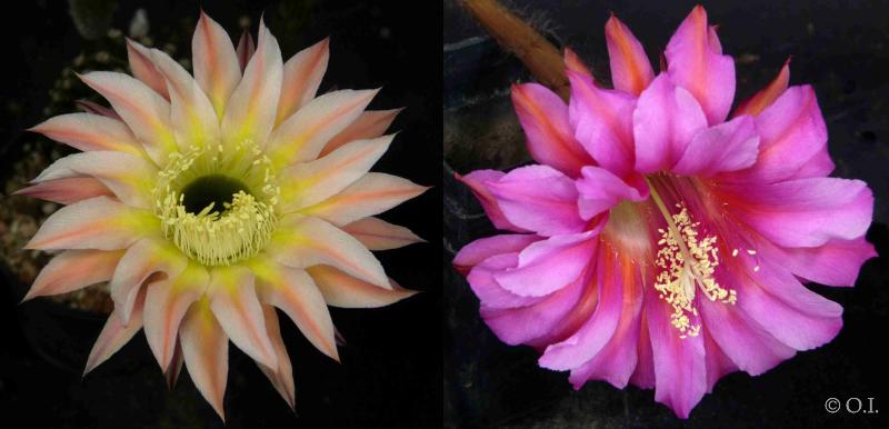 Flowers of mother and father plants