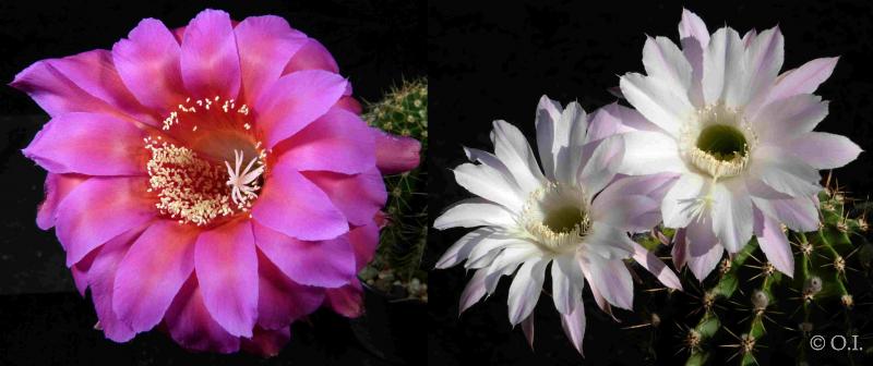 Flowers of mother and father plants