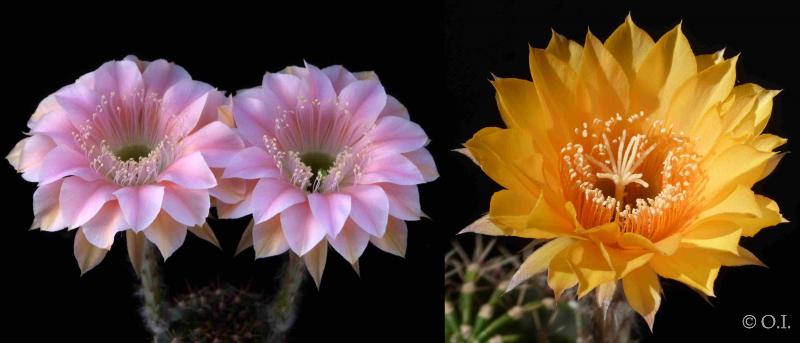 Flowers of mother and father plants