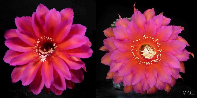 Flowers of mother and father plants