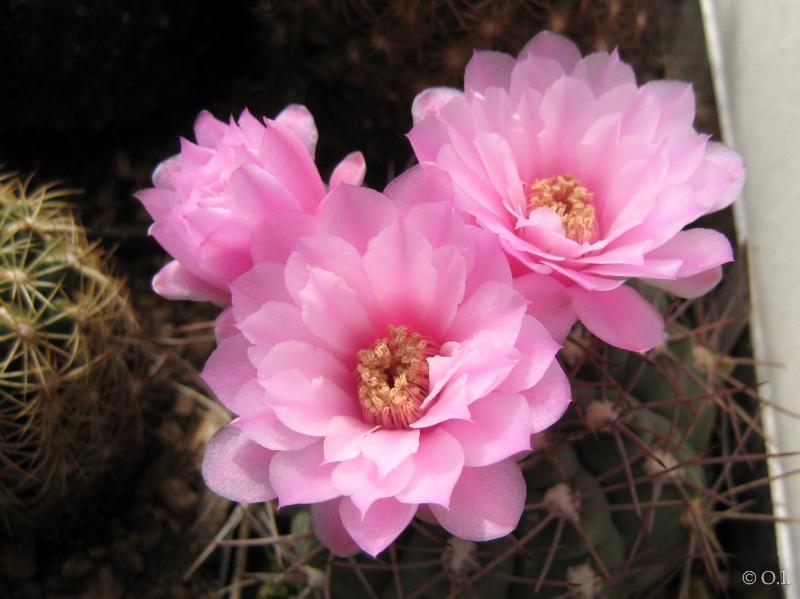 Motherplant with flowers