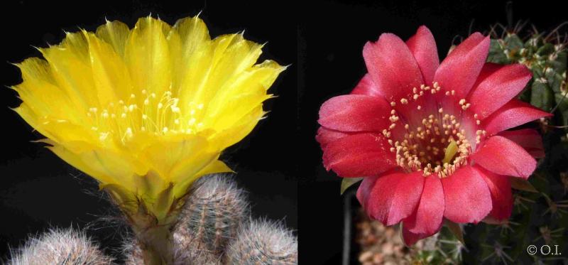 Flowers of mother and father plants